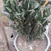سیکاس وصخره ای|گل و گیاه طبیعی|رشت, حومه رشت|دیوار