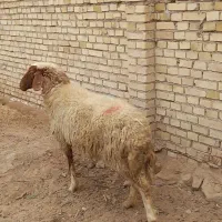 گوسفند عراقی درجه یک
