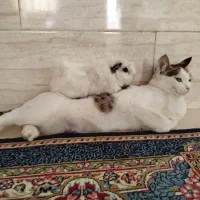 واگذاری گربه|گربه|محمدشهر, ولدآباد|دیوار