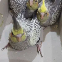 فروش یک جفت عروس هلندی با ۴جوجه