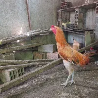 فروش خروس لاری اصل