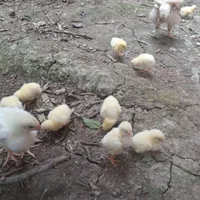 جوجه گوشتی  سرحال  دونه ۳۵
