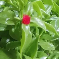 گل ناز نازی|گل و گیاه طبیعی|تبریز, |دیوار