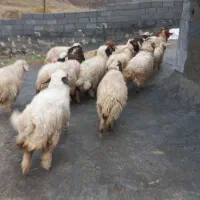 ۲۲ راس کاور هیکلی و بزرگ و شیرمس بره باب پروار|حیوانات مزرعه|ایلام, |دیوار