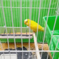 مرغ عشق  بالغ