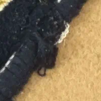 فرش ۹ متری|فرش|قم, عمار یاسر|دیوار