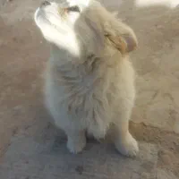 سگ میکس پامر