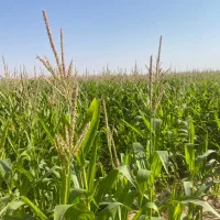 ذرت علوفه ای|خوردنی و آشامیدنی|سرایان, |دیوار