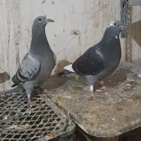 ۴عدد جوجه کیلومتری