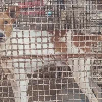 واگذاری سگ|سگ|مرودشت, ده بید|دیوار