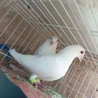 جفت روتخم فروشی