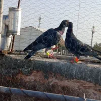 پرنده|پرنده|سبزوار, هویزه|دیوار