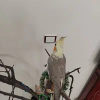 پرنده|پرنده|مرند, |دیوار