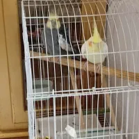 عروس هلندی مولد