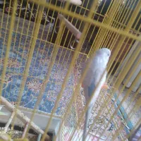 مرغ عشق|پرنده|اصفهان, شهرک میلاد|دیوار