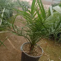 پالم. فنکس