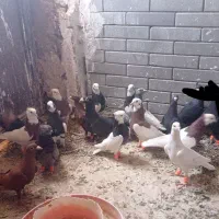 کفتر پریده