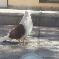 کبوتر