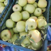 نیرو برای چیدن سیب
