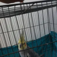 عروس هلندی سخنگو