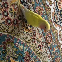 فروش کوتوله برزیلی
