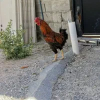 خروس محلی معاوضه با جوجه بوقلمون