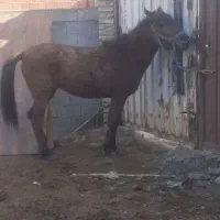 مادیان و نریان