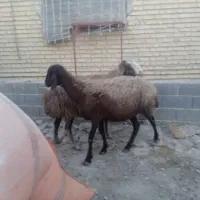 دوتا گوسفند آبست