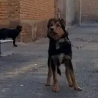 سگ ژرمن|سگ|تبریز, |دیوار