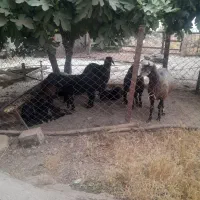 بره وگوسفند