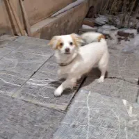 فروش سگ فارسی بلد