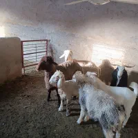 بره