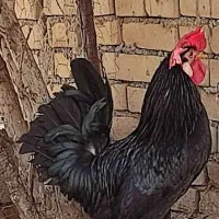 خروس سیاه در حمیدیه