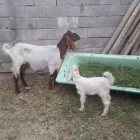 بز هیکلی درشت پاکستانی و بزغاله میش و بره