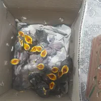 جوجه مینا بهاره