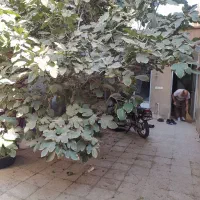 ملک منزل (خانه) کلنگی|فروش زمین و ملک کلنگی|قم, شاه ابراهیم|دیوار