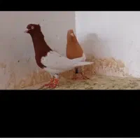 کله سرخ وزردبه شرط تخموجوجه