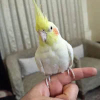 پرنده عروس هلندی|پرنده|تهران, شهرک شریعتی|دیوار