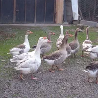 غاز چاق و تپل|حیوانات مزرعه|خمام, |دیوار