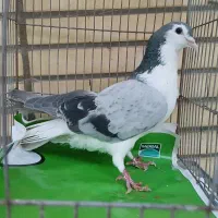 کبوتر بدرنگ|پرنده|اصفهان, شهرک کاوه|دیوار