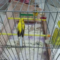 قناری رسمی بلند|پرنده|کهریزک, |دیوار