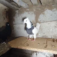 زیادی|پرنده|اردبیل, |دیوار