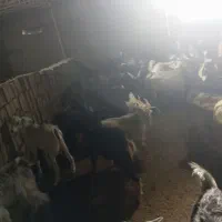 کهره|حیوانات مزرعه|شبانکاره, |دیوار