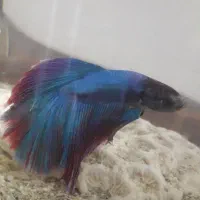 ماهی فایتر  زیبا