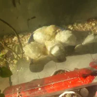 جوجه مرغ مادرذات دار