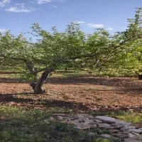 فروش فوری زمین 1000 متری باغ شهری خالد آباد