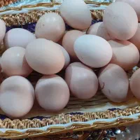 تخم مرغ محلی