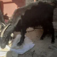 بزه کهرداره