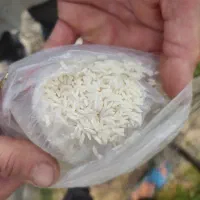برنج هاشمی