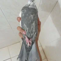 دمبی و سبز پلاکی و کوهی اصل|پرنده|شیراز, وزیرآباد|دیوار